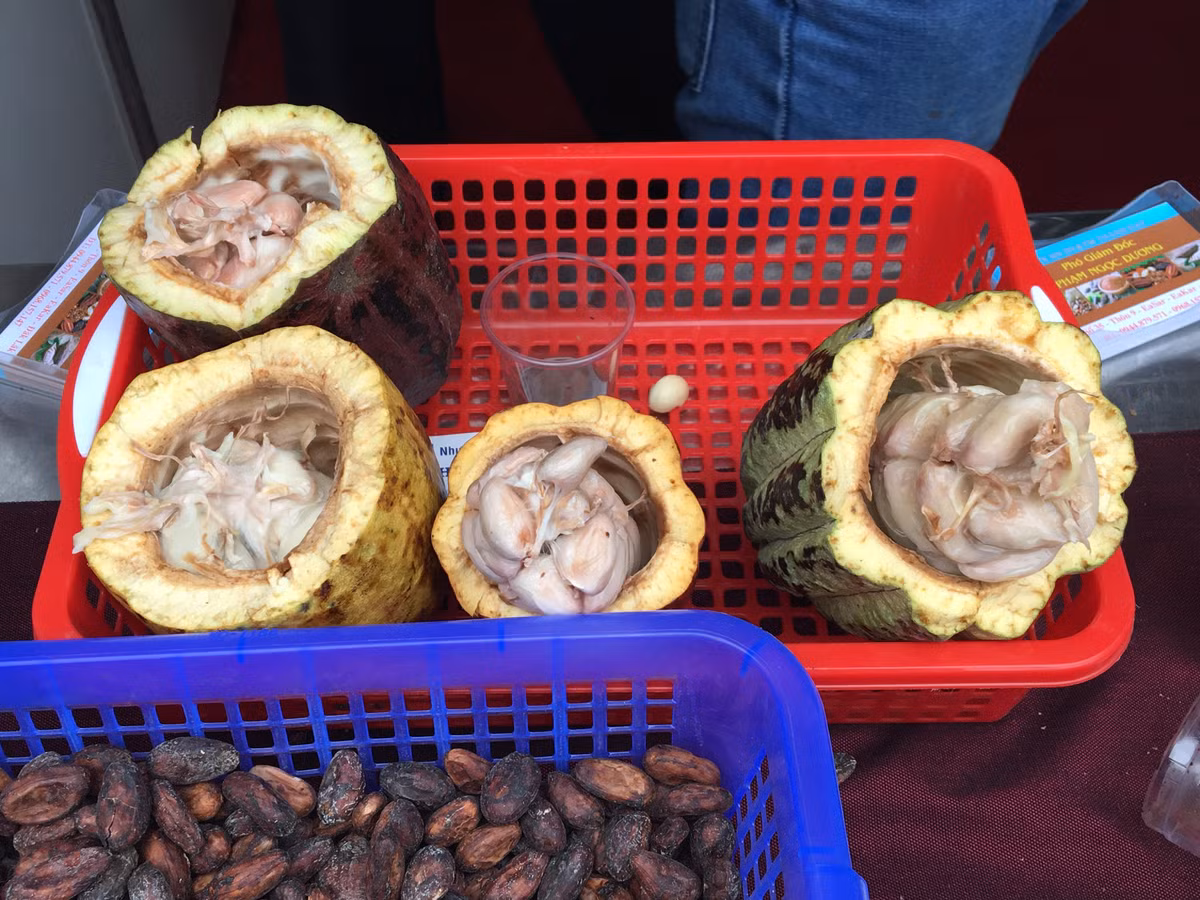  Ca ca tươi có thể chế biến thành món hột cacao tươi dầm đá độc đáo chắc chỉ có ở Việt Nam.