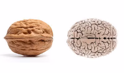 Có rất nhiều thực phẩm sử dụng hàng ngày nhưng không mấy ai để ý nên không thấy có những thứ rất giống với hình dáng của một bộ phận trên cơ thể chúng ta. Ví dụ như hình dáng bề ngoài của quả óc chó với những nếp nhăn, nếp gấp rất giống với não bộ của con người.