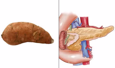 Khoai lang mật trông rất giống tuyến tụy của con người.