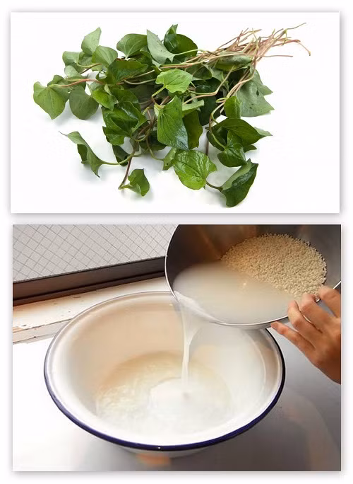 Uống rau diếp cá nấu với nước gạo cũng là cách để thanh nhiệt, làm mát cơ thể an toàn, hữu hiệu. Để chế biến món đồ uống này, bạn chỉ cần lấy lá diếp cá tươi rửa sạch cho vào nồi nấu cùng nước vo gạo trong và uống. Ảnh: Chuaviemxong.