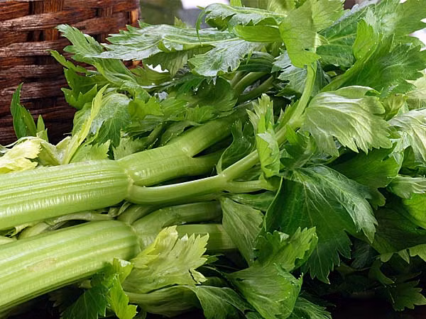 Khử mùi hôi miệng bằng cần tây: Khi bị hôi miệng, bạn không cần phải nhai kẹo cao su cả ngày thay vào đó hãy lấy nhai một nhánh cần tây sẽ giúp khử mùi hôi khó chịu trong miệng.