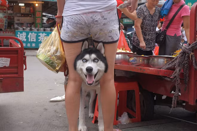 Mới đây, loạt ảnh chụp những khoảnh khắc tự nhiên, trùng hợp thú vị của Tao Liu đã được lan truyền trên như một loại virus gây sốt cộng đồng mạng và giới trẻ yêu nghệ thuật nhiếp ảnh. 