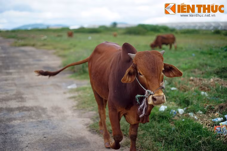 Các bãi cỏ bên đường băng trở thành nơi chăn thả gia súc.