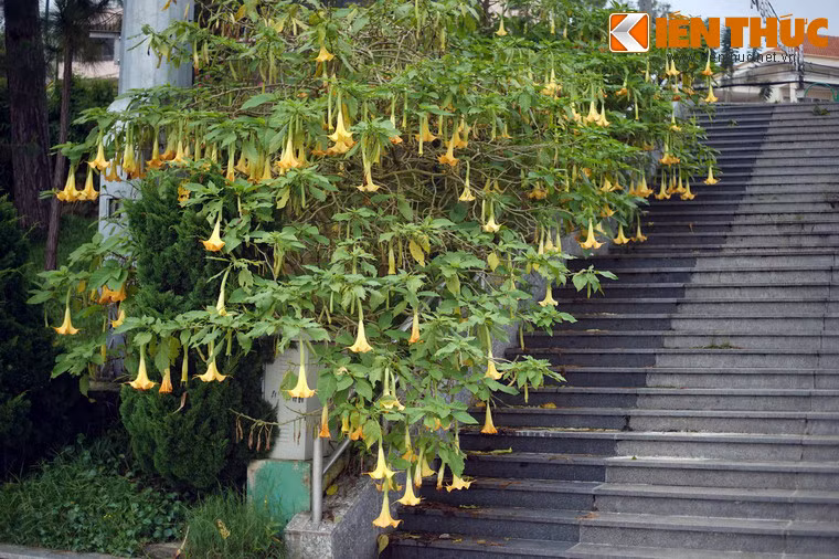  Cây hoa chuông là tên thường gọi của một loài cây cho hoa vàng hình dáng như quả chuông treo ngược rất bắt mắt, được trồng làm cảnh khá nhiều ở Việt Nam. (Ảnh trong bài chụp tại TP Đà Lạt).