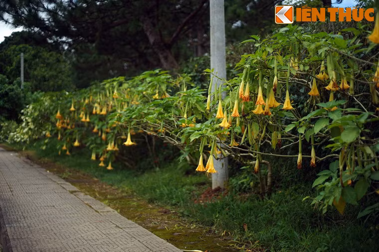 Trong các trường hợp này, nạn nhân nhập viện với các biểu hiện phổ biến là trạng đau đầu, nôn mửa, nhịp tim rối loạn, thở khó, thần kinh không tự chủ, có lúc bị ảo giác, hoang tưởng...