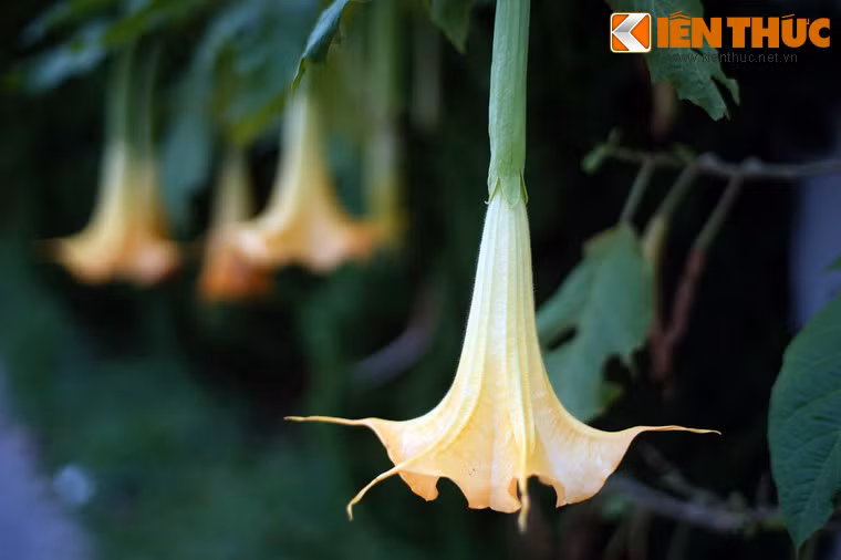 Đây là loài cây thuộc họ Solanaceae, là loài bản địa của Nam Mỹ nhưng đã được đưa vào nhiều quốc gia trên thế giới. Hình dạng khá đặc biệt của hoa khiến chúng được người phương tây đặt tên là angel's trumpets (kèn trumpet của thiên sứ).