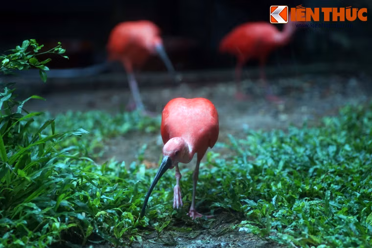 Số lượng có quăm đỏ trên thế giới còn khá nhiều và chúng không phải là đối tượng được quan tâm nhiều trong công tác bảo tồn.