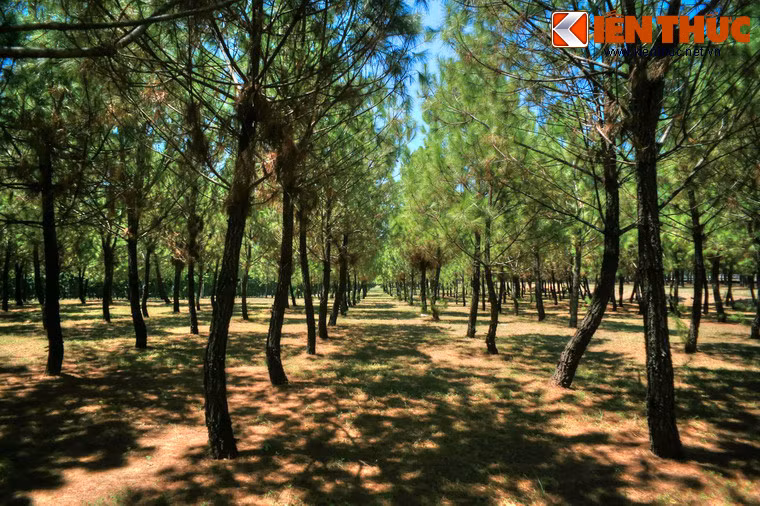 Xung quanh khuôn viên đàn Nam Giao được nhà Nguyễn cho trồng rất nhiều thông, loài cây tượng trưng cho khí phách người quân tử theo quan niệm Nho giáo.