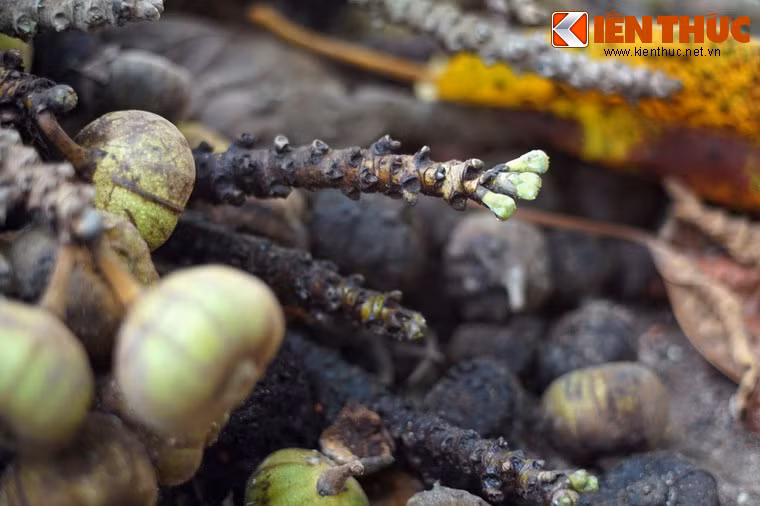 Do nhu cầu tiêu thụ trên thị trường không cao nên cây vả không được trồng trên quy mô lớn mà chỉ trồng lẻ tẻ trong vườn nhà của các hộ gia đình.