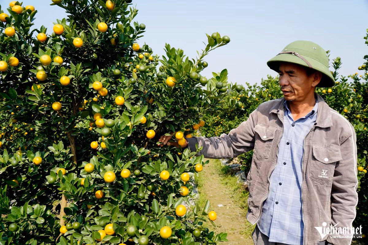 Thủ phủ trồng quất ở Thanh Hoá “cạn” hàng để bán - Hình 2 Thu phu trong quat o Thanh Hoa “can” hang de ban-Hinh-2