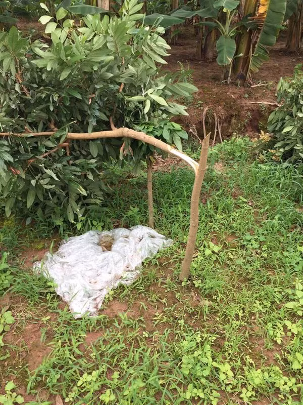 Chia sẻ với báo chí, ông Mùi cho biết, vườn nhãn của gia đình đã trồng được khoảng 5 năm trên bãi sông, ngay trước UBND xã.