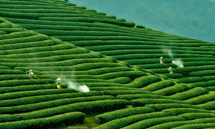 Đường tới Ngũ Động Bản Ôn là con đường có nhiều đồi chè đẹp nhất với những hình dáng lạ mắt như hình chữ S, hình vòng cung hay hình trái tim… Đây là nơi hứa hẹn có những bức ảnh không thể chất hơn vì cảnh sắc mùa thu đẹp mắt. Ảnh: Trandangtuan