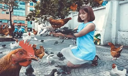 Tuy nhiên, thay vì tập trung vào làm các chi tiết thừa biến mất thì lại xuất hiện một đàn gà khiến chủ nhân bức ảnh không thốt nên lời.