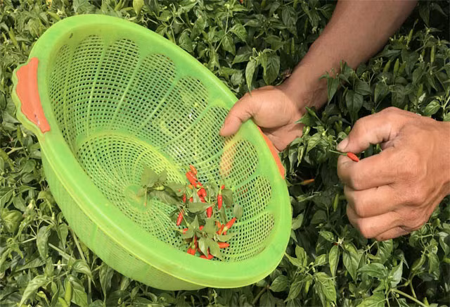 Theo đó nhiều thời điểm giá bán ớt xiêm rừng lên đến 400.000 đồng/kg trái tươi nhưng không có để mua, nhất là dịp tết, lễ.