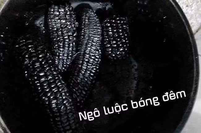 Ngô luộc bóng đêm.
