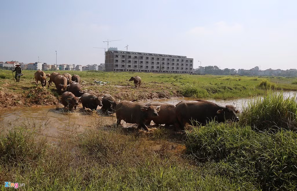 Đàn trâu gần 40 con của gia đình bà Nguyễn Thị Nghĩa (60 tuổi, Hoài Đức, Hà Nội) thường chọn khu đô thị này làm nơi rong chơi. Bà cho biết nhà cách khu đô thị khoảng 2 km. Hàng ngày bà đều lùa đàn trâu đến đây chăn thả.