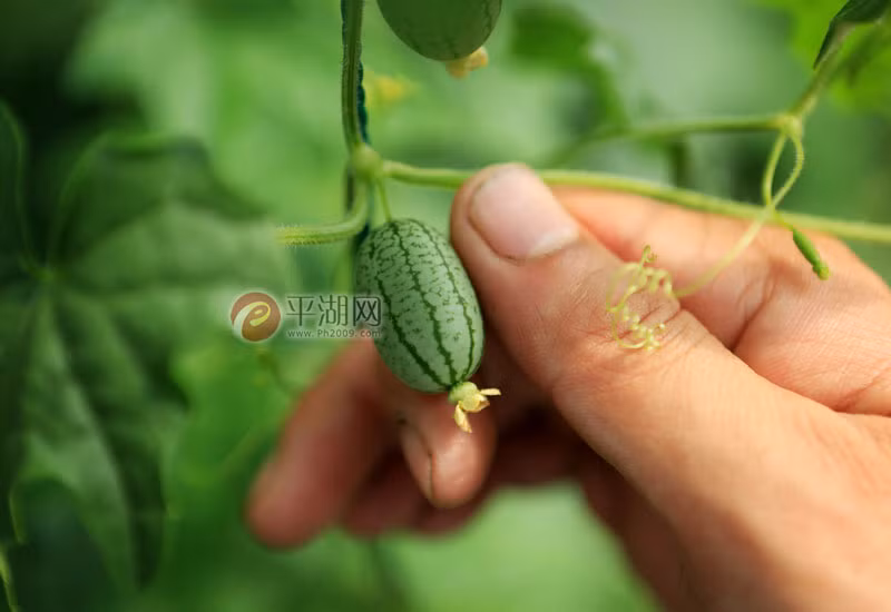 Vì nhiều ưu điểm của mình, dưa hấu tý hon không hề rẻ nhưng vẫn rất được ưa chuộng và săn lùng. (Nguồn Sina)