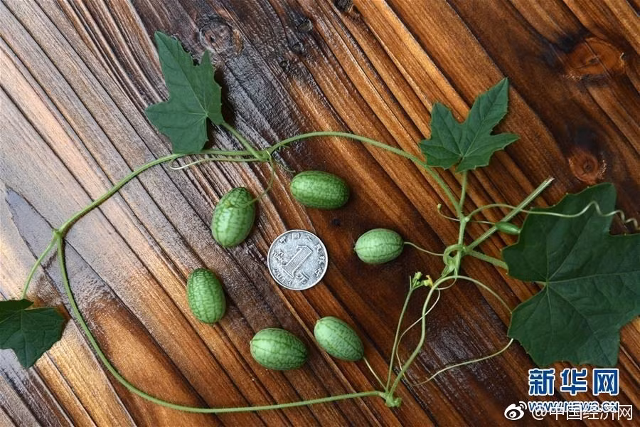Chỉ cần rửa sạch, không cần phải dùng đến dao hay các dụng cụ bổ, người dùng có thể thoải mái tận hưởng hương vị của loại dưa này. (Nguồn Sina)