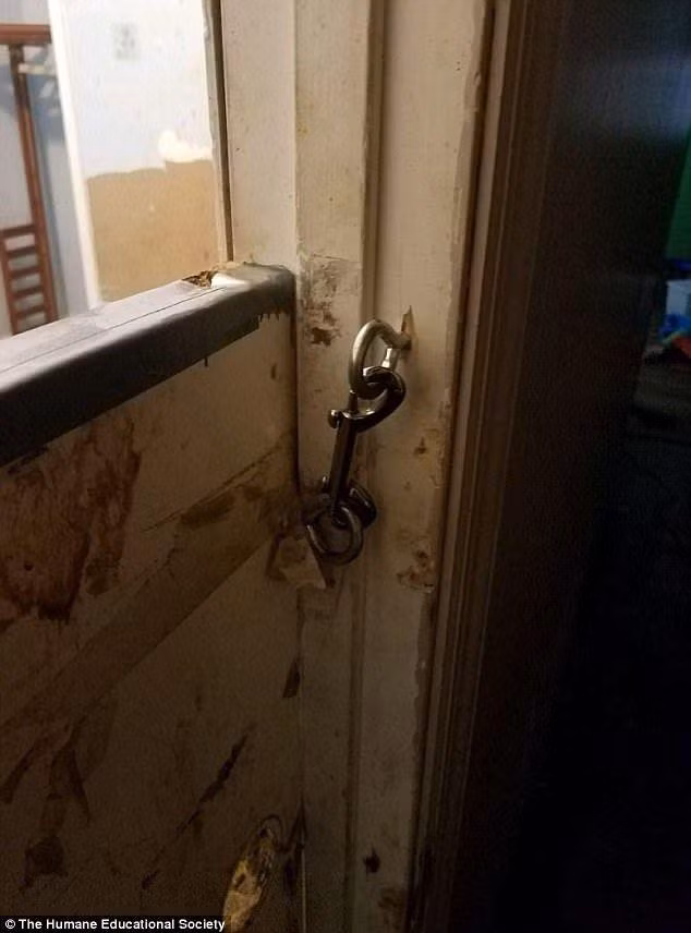 Ngay sau buổi kiểm tra, cặp vợ chồng Stacy và Dustin đã bị bắt. Hiện cả hai đang bị giam trong nhà tù của hạt Hamilton chờ ngày ra tòa. (Nguồn Sina)