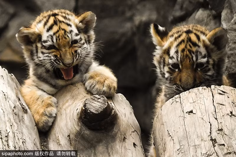 Hai anh em hổ vằn con đang chơi đùa cực vui vẻ và bắt đầu có những dấu hiệu nghịch dại. (Nguồn Sina)