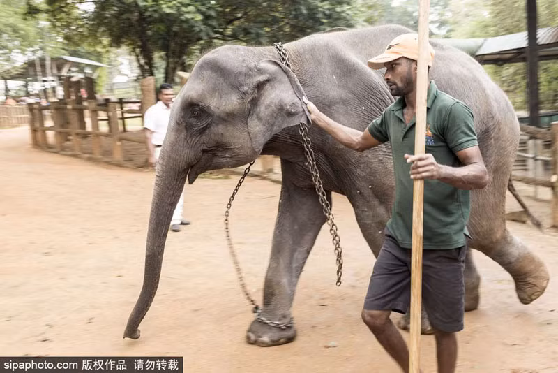 Tại thành phố Colombo, nơi cách thủ đô Sri Jayawardenepura Kotte của Sri Lanka 90km về phía Bắc có một trại voi mồ côi tên là Pinnawala Elephant Orphanage. Đây được coi là trại voi mồ côi lâu đời nhất thế giới và cũng là trại voi mồ côi lớn nhất thế giới. (Nguồn Sina)