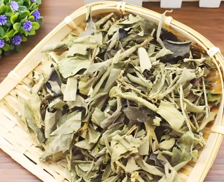 Lá vừng, loại lá quen thuộc hóa “mỏ vàng” La vung, loai la quen thuoc hoa “mo vang”