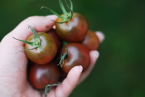 Cà chua socola nhỏ nhắn, màu sắc đẹp có giá bán ngoài thị trường dao động từ 17.000 đồng/hộp (300gr).