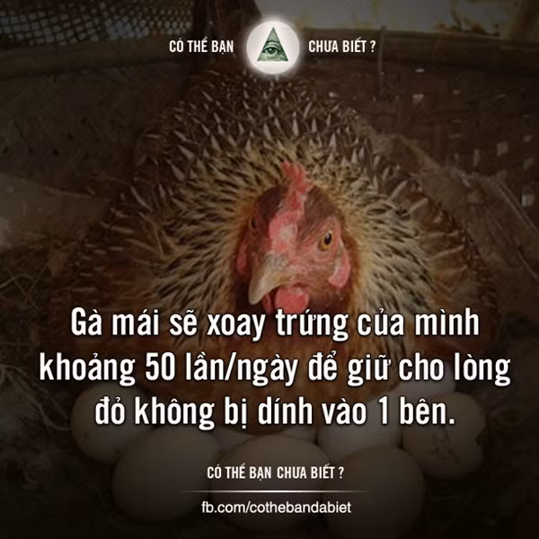 Nong Facebook gan day: Hoc sinh Viet lop 8 “yeu” trong lop-Hinh-7