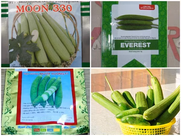 Đầu tiên, bạn hãy chọn mua hạt giống mướp hương tại các cửa hàng hạt giống rau, cây cảnh trên đường Hoàng Hoa Thám, Nguyễn Trãi, Nguyễn Xiển (Hà Nội). Giá mỗi gói dao động từ 10.000 - 12.000 đồng.