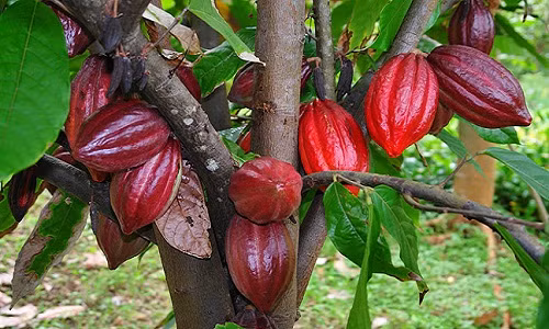 Tuy nhiên, sau đó diện tích giảm liên tục và hiện chỉ còn 11.761 héc-ta. Từ 2012, diện tích trồng ca cao bị chặt bỏ hàng loạt vì đây cũng là thời điểm giá cao su, hồ tiêu, điều thô trên thị trường tăng mạnh.