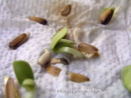 Giữ ẩm cho hạt giống như khi bạn ươm mầm các loại đậu, đỗ làm giá tại nhà. Sau khoảng 2-4 ngày, hạt hướng dương sẽ nẩy mầm.