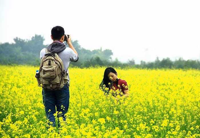 Khoảng cuối tháng 11, đầu tháng 12, vườn cải vàng ở xã Thạch Bàn (Gia Lâm, Hà Nội) lại đông đúc người đến chụp ảnh. Để vào chụp ảnh, khách cần bỏ mức phí 20.000 đồng/người. Nhiều dịch vụ ăn theo tại đây cũng mọc lên như thuê thang 15.000 - 20.000 đồng, trông giữ xe 10.000 đồng. Ảnh: VTC.