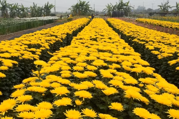 Những cánh đồng hoa cúc vàng óng ả trong ngày đông lạnh giá cũng là điểm nhấn tuyệt đẹp của vườn hoa Tây Tựu khó nơi nào có được.