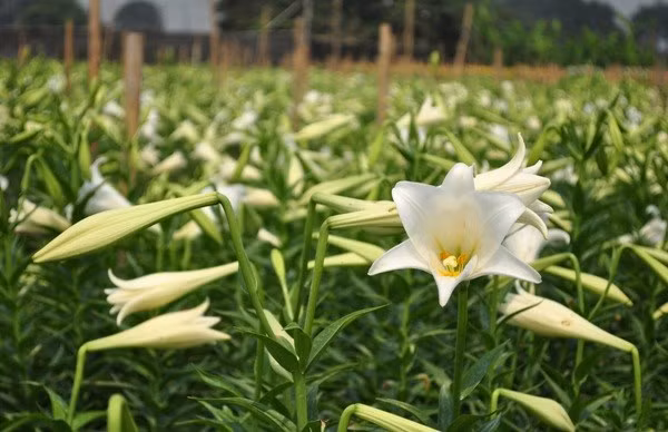 Nổi bật nhất với loài hoa loa kèn vào tháng 4, vườn hoa Quảng Bá (Tây Hồ) cũng trở thành địa điểm chụp ảnh quen thuộc của người Hà Nội.