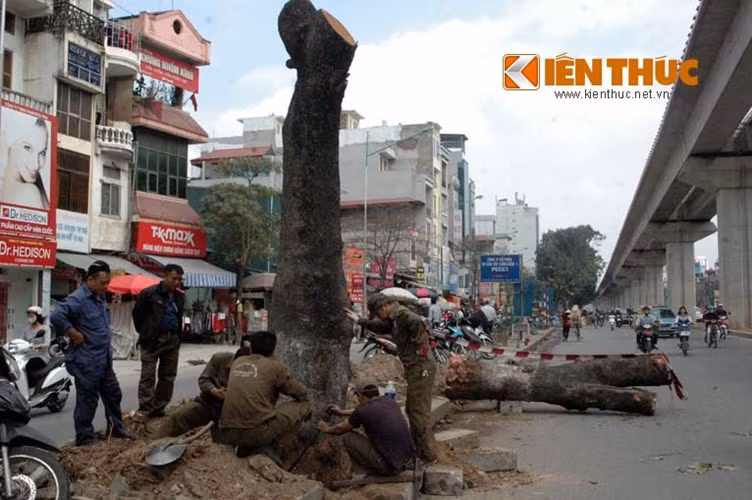 Ngày 29/1, tuyến đường Nguyễn Trãi - Trần Phú, Hà Nội ngổn ngang vì hơn 100 cây xà cừ có đường kính gần 1m, cao khoảng 20m bị đốn bỏ. Việc đốn hạ này nhằm phục vụ cho việc thi công đường sắt trên cao, đây cũng là vụ đốn hạ cây xanh có quy mô nhất từ trước tới nay ở Hà Nội.