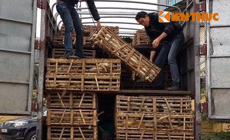 Bat giu hon 3 tan meo van chuyen tu Trung Quoc