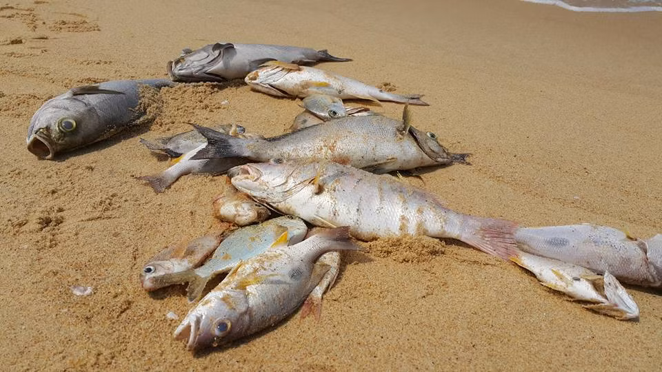6. Sau Formosa, sẽ kiểm tra 2 doanh nghiệp xả thải ra biển Ngoài Công ty TNHH Gang thép Hưng Nghiệp Formosa Hà Tĩnh, đoàn kiểm tra Bộ Tài nguyên và môi trường sẽ làm việc với Công ty Điện lực dầu khí Vũng Áng và Trung tâm dịch vụ hạ tầng Khu kinh tế Vũng Áng. Đoàn kiểm tra liên ngành do Bộ Tài nguyên và môi trường thành lập nhằm đánh giá tác động của việc xả thải đến tình trạng cá chết hàng loạt sẽ có 4 ngày làm việc tại Vũng Áng, Hà Tĩnh (từ 4-7/5/2016).
