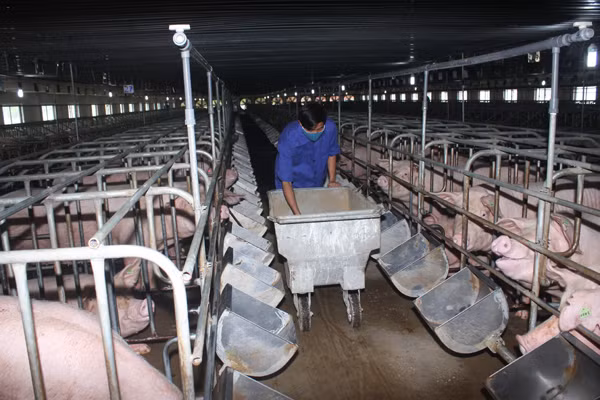 DATC đấu giá cả lô một doanh nghiệp chăn nuôi với giá hơn 20 tỷ DATC dau gia ca lo mot doanh nghiep chan nuoi voi gia hon 20 ty