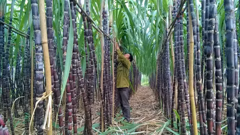 Vì sao Mía Đường Sơn La đặt kế hoạch lãi giảm đến 78% cho niên độ mới? Vi sao Mia Duong Son La dat ke hoach lai giam den 78% cho nien do moi?