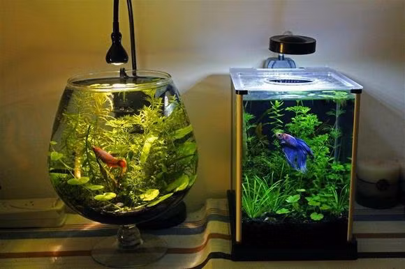 Ví như một bể cá mini sang chảnh được tạo thành từ một chiếc ly thủy tinh hay đơn giản mà tinh tế như bể cá mini mang khối hình chữ nhật - Ảnh nguồn: canhquanhoanggia.com