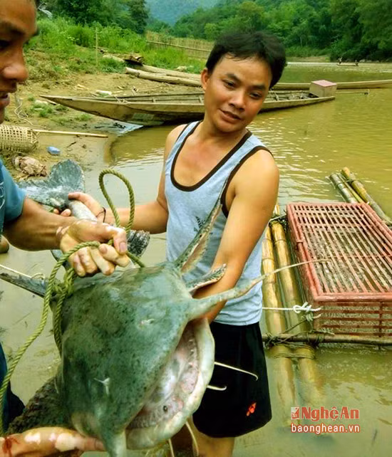 Loài cá đặc sản ở miền Tây Nghệ An nữalà cá ghé. Đây là loài cá thân nhám, sống ở đáy các con sông. Loài cá này khá chậm chạp so với các loài cá nước ngọt khác. Chúng thường sống theo đàn. Con cá ghé trưởng thành có thể nặng đến 50kg. Mỗi kg cá ghé có giá từ 300 đến 600 nghìn đồng. Để bắt được cá ghé chỉ có thể dùng câu vương. Cá ghé cũng dùng để nấu canh với rau rừng. Ảnh: Hồ Phương.