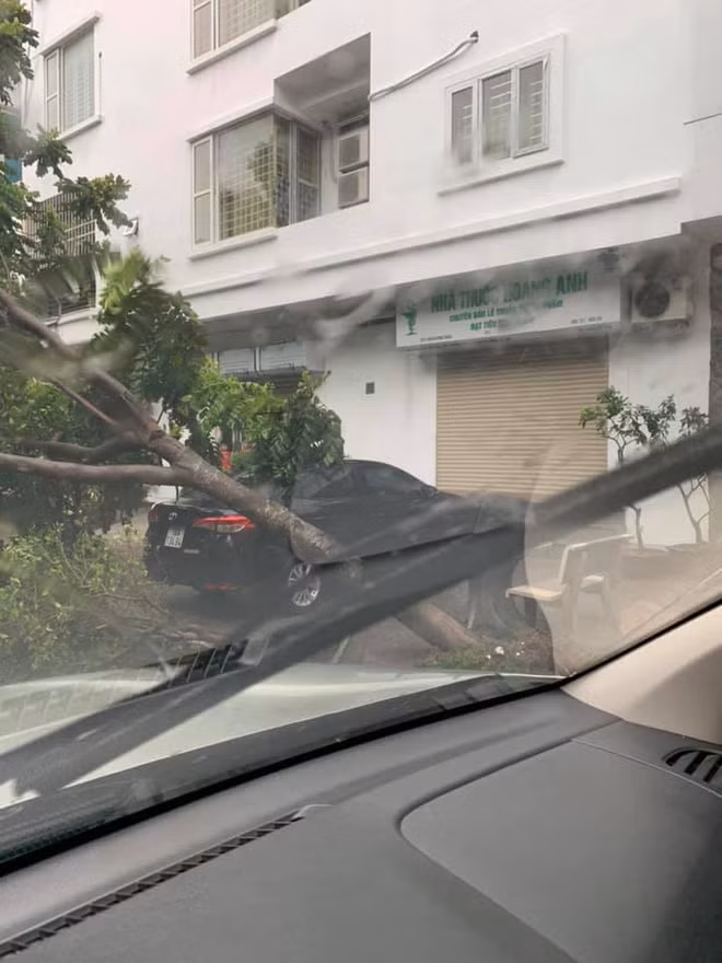Do ảnh hưởng bão, các tuyến phố Hà Nội có mưa lớn, cây xanh ở nhiều tuyến phố bị gió quật ngã ngáng đường, thậm chí đè hư hỏng các phương tiện giao thông.