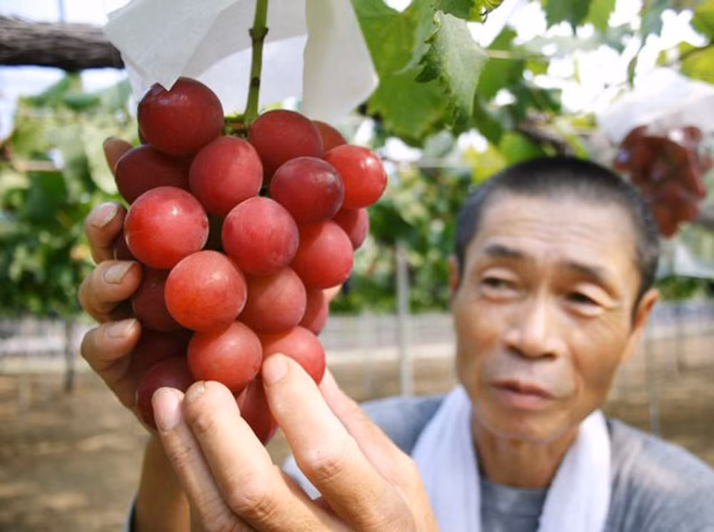 Được biết, giống nho Ruby Roman là thành quả lao động không ngừng nghỉ trong suốt hơn 14 năm trời của nông dân và chính quyền tỉnh Ishikawa từ năm 1992. Loại nho thượng hạng này chính thức ra đời từ năm 2006 tại Nhật và để sở hữu được phải thông qua hình thức đấu giá.