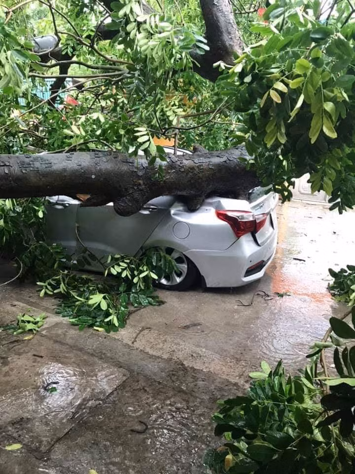 Kèm theo những hình ảnh, dân mạng cũng cảnh báo các chủ xe không nên đỗ xe ở dưới các cây lớn ngày mưa bão.