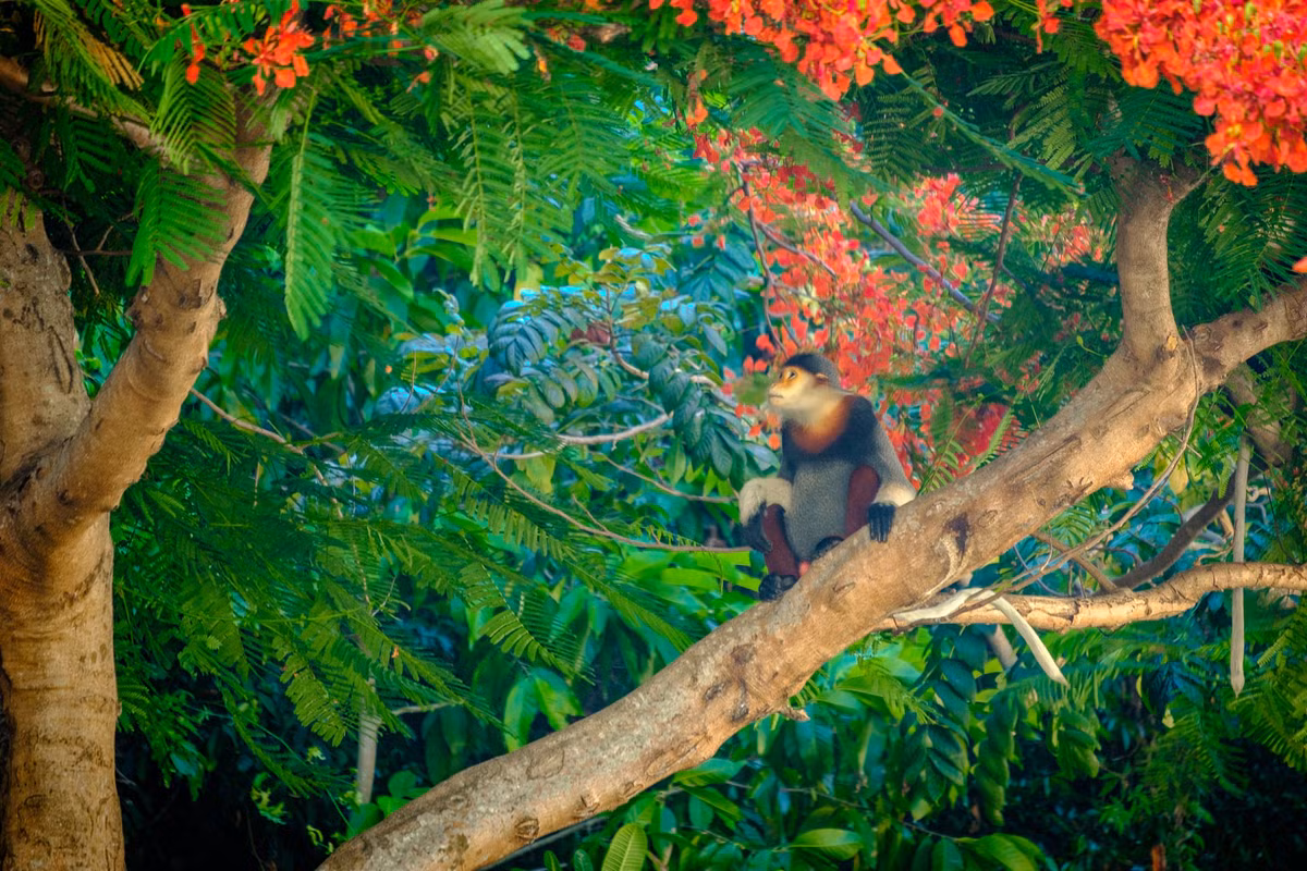 Chú voọc ngũ sắc ngắm hoa phượng vĩ trên bán đảo Sơn Trà. Ảnh: Andrew Lovedee-Turner/ 500px.com.