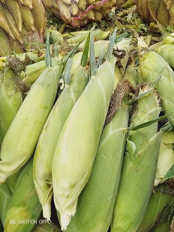 Đơn giản song không phải ai cũng biết cách luộc ngô ngon ngọt đạt chuẩn. Để có được mẻ ngô ngon, trước hết phải chọn được nguyên liệu tươi mới. Khi mua, chú ý nhìn vào lớp vỏ áo bên ngoài.