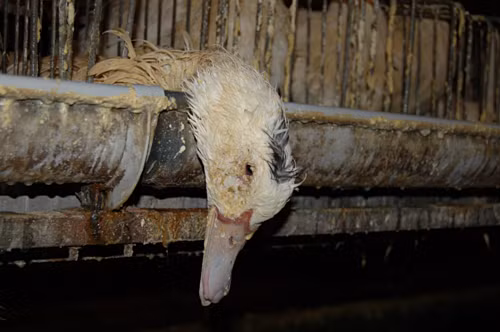 Quá trình này khiến những con ngỗng bị căng thẳng và mắc nhiều chứng bệnh nhiễm nấm, tiêu chảy, rách thực quản, viêm phổi, thậm chí tự làm tổn thương mình.