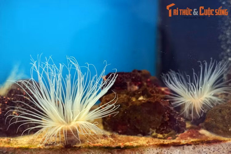  Hải quỳ ống trong một bể nuôi tại Bảo tàng Hải dương học Nha Trang. Phân bố ở môi trường biển toàn cầu, các loài hải quỳ ống được xếp vào phân lớp Ceriantharia, thuộc phân ngành San hô (Anthozoa) của ngành Thích ty bào (Cnidaria).