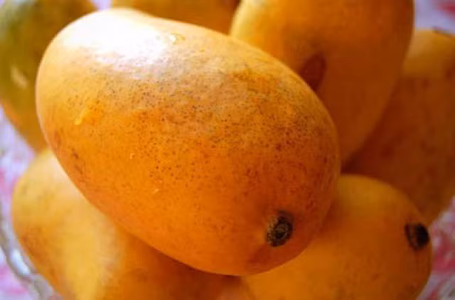 Xoài Kesar không chỉ được ưa chuộng tại Ấn Độ mà còn được xuất khẩu sang nhiều nước khác, trong đó có Mỹ. Ảnh: Indiamart