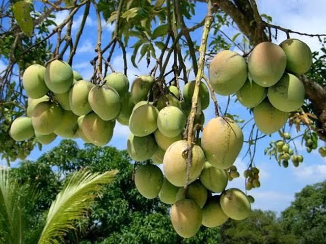 Giống xoài Kesar được trồng lần đầu vào năm 1931 ở chân đồi Girnar tại Ấn Độ. Ảnh: Indiamart